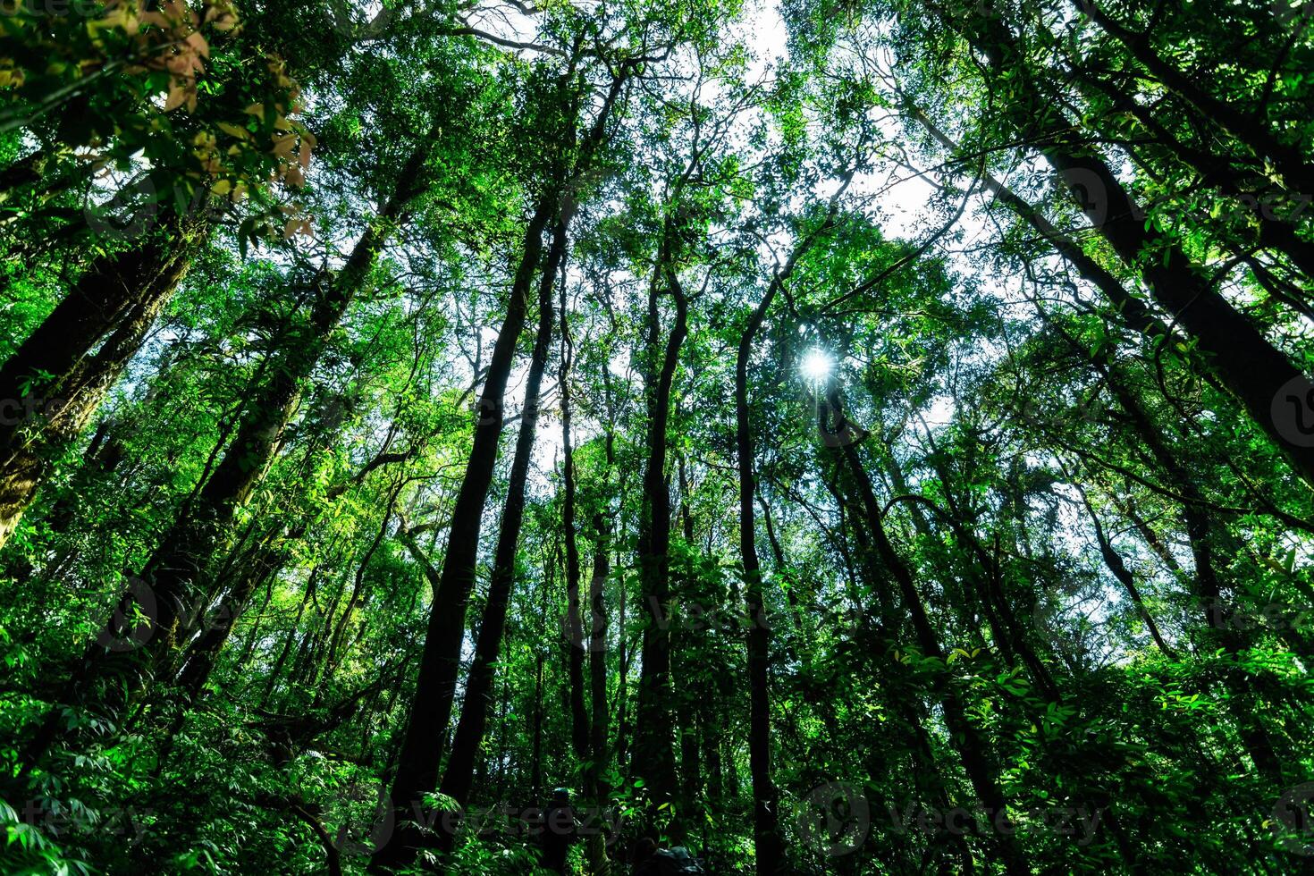 A forest with tall trees and green foliage photo