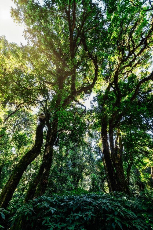 arboles en el bosque foto