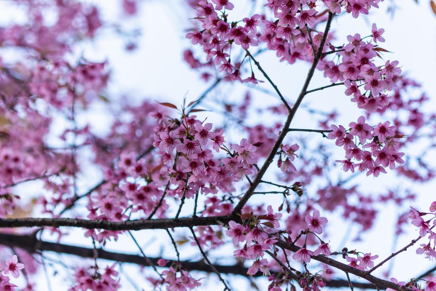 prunus cerasoides flores foto