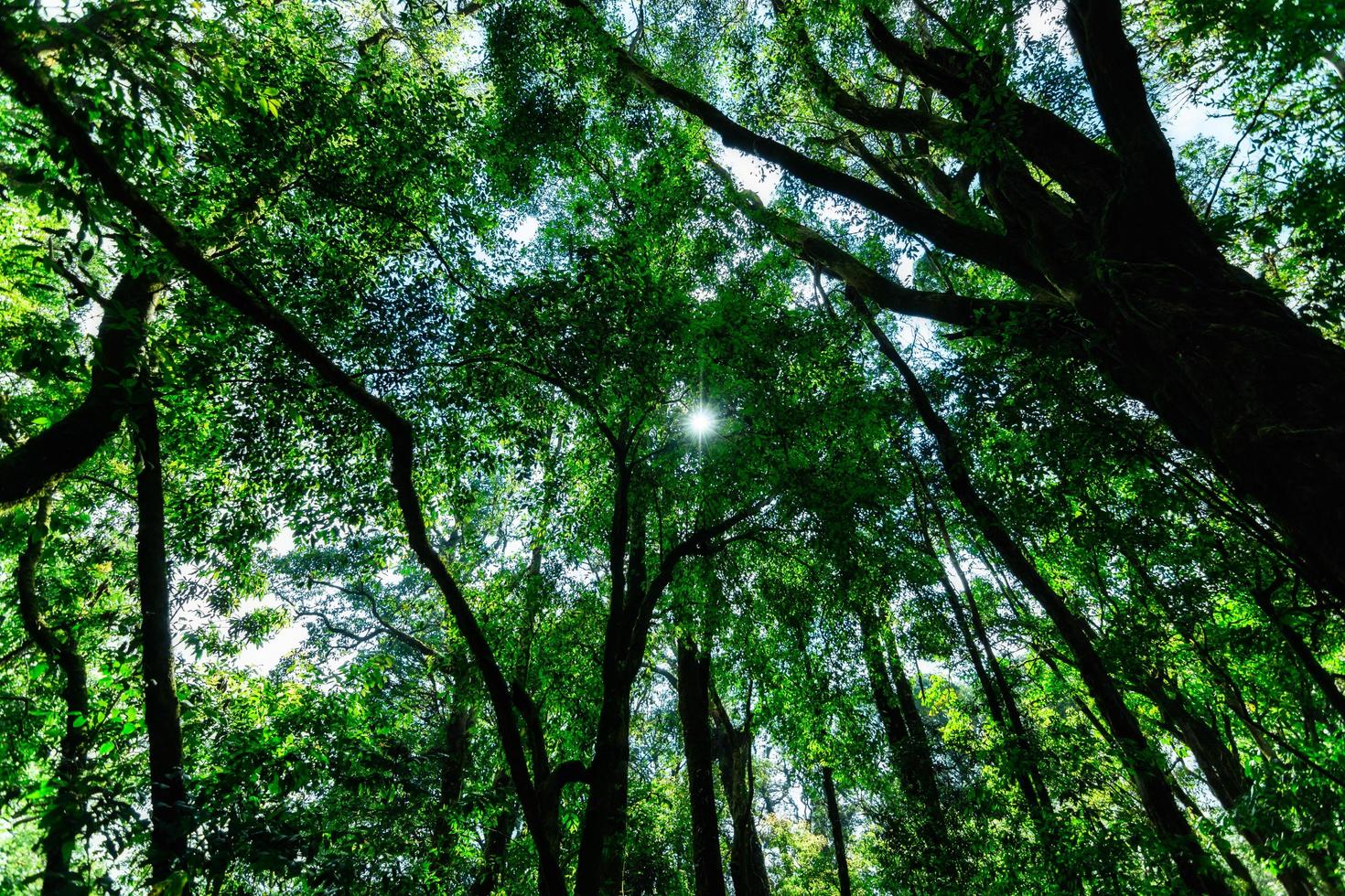 Trees in the forest photo