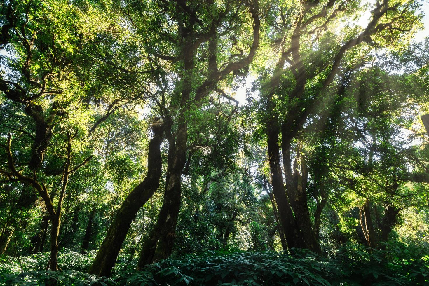 Trees in the forest photo