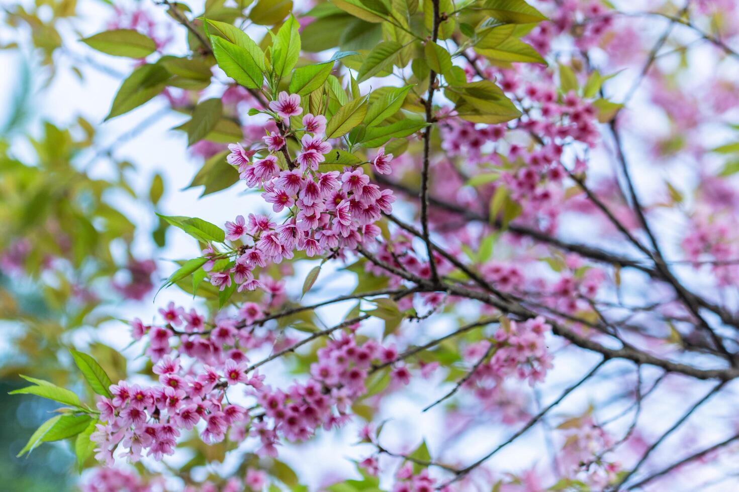 Prunus cerasoides flowers photo