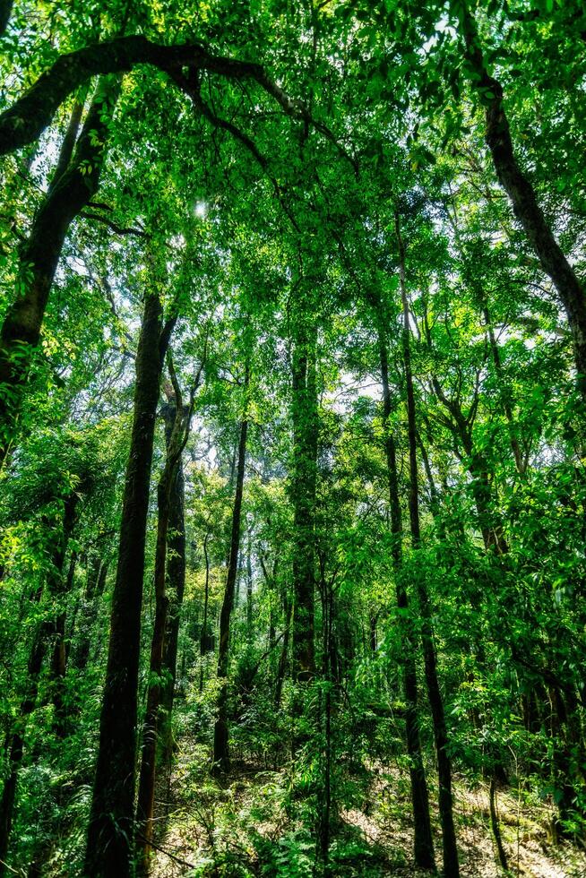 Trees in the forest photo