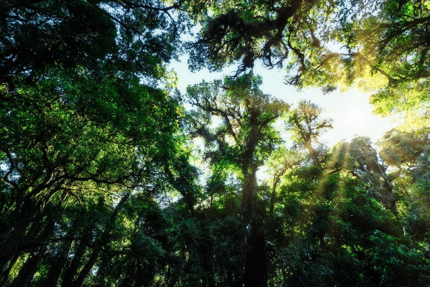 Trees in the forest photo