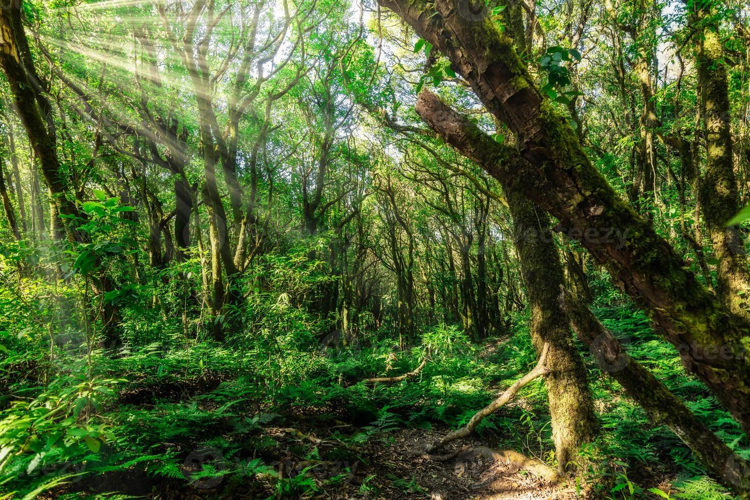 Sunbeams shine through the trees in a lush forest photo