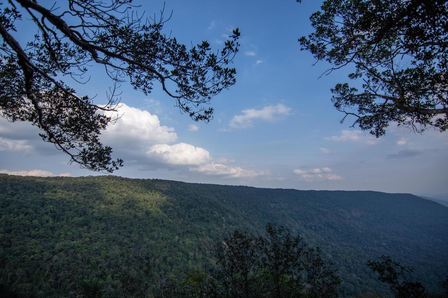 Trees in the forest photo