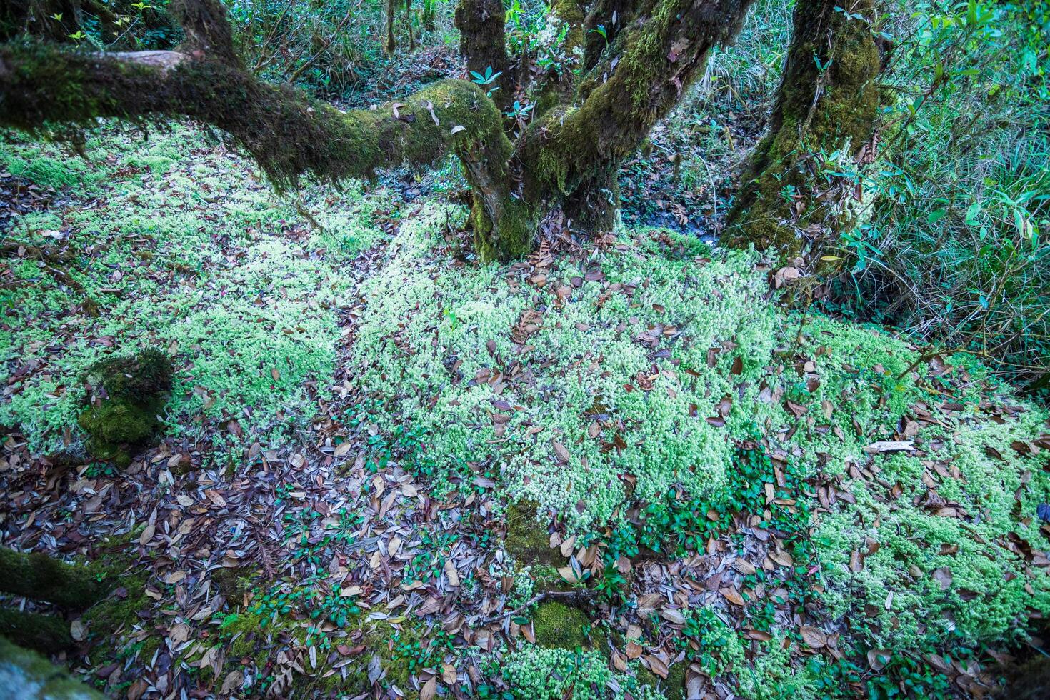 Trees in the forest photo