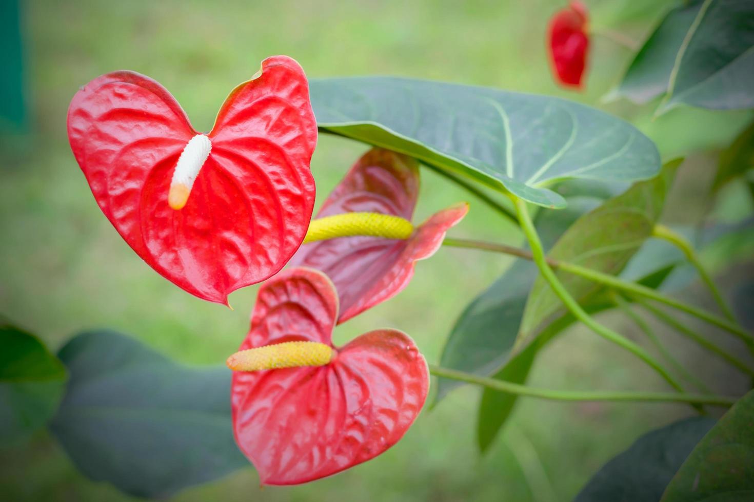 Beautiful spadix flowers photo