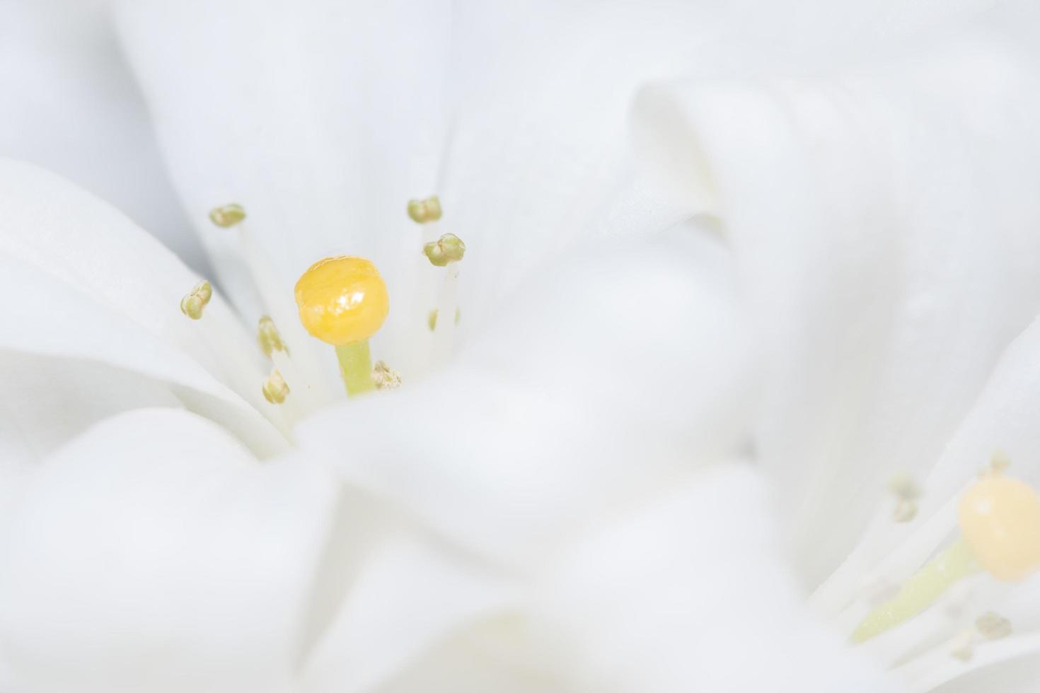 White flower, shallow depth of field macro photo