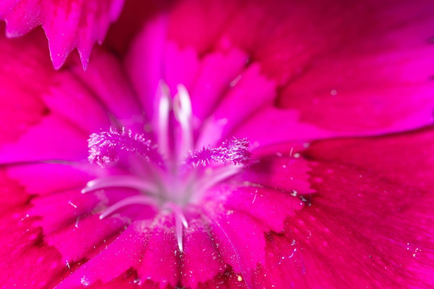 Flor de clavel, profundidad de campo macro foto