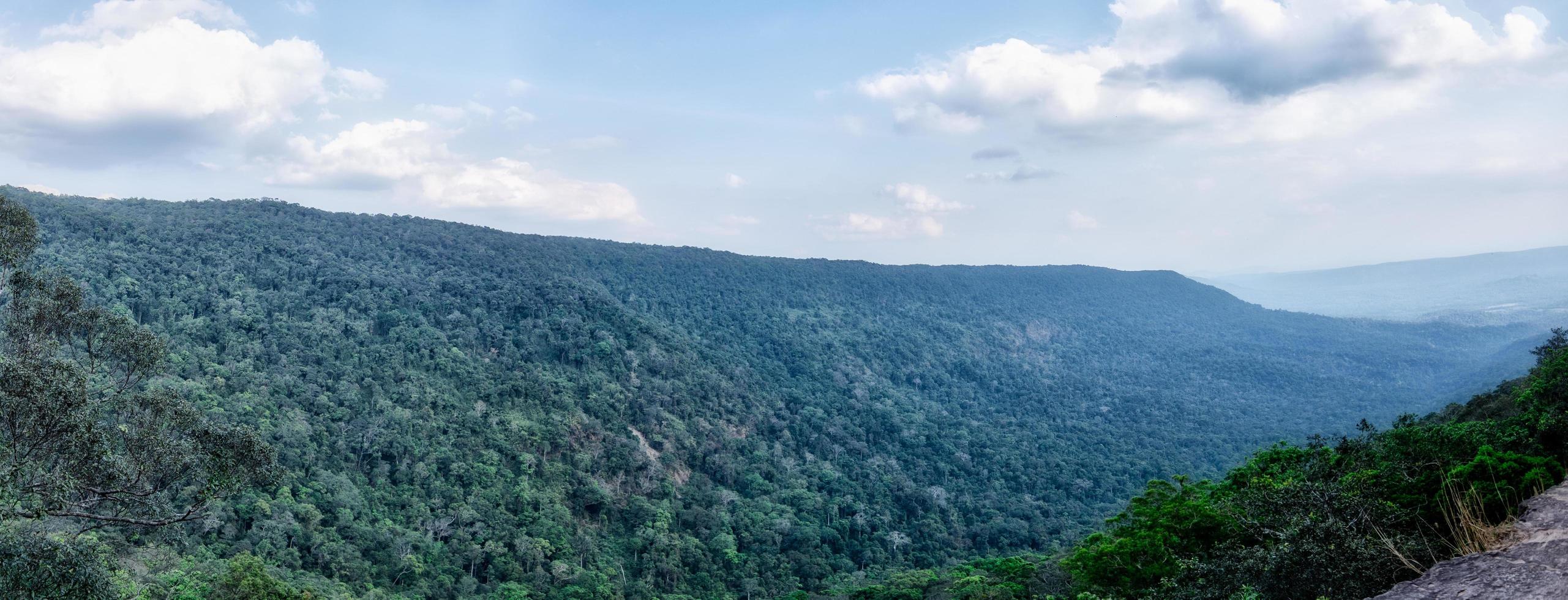 naturaleza y bosque foto