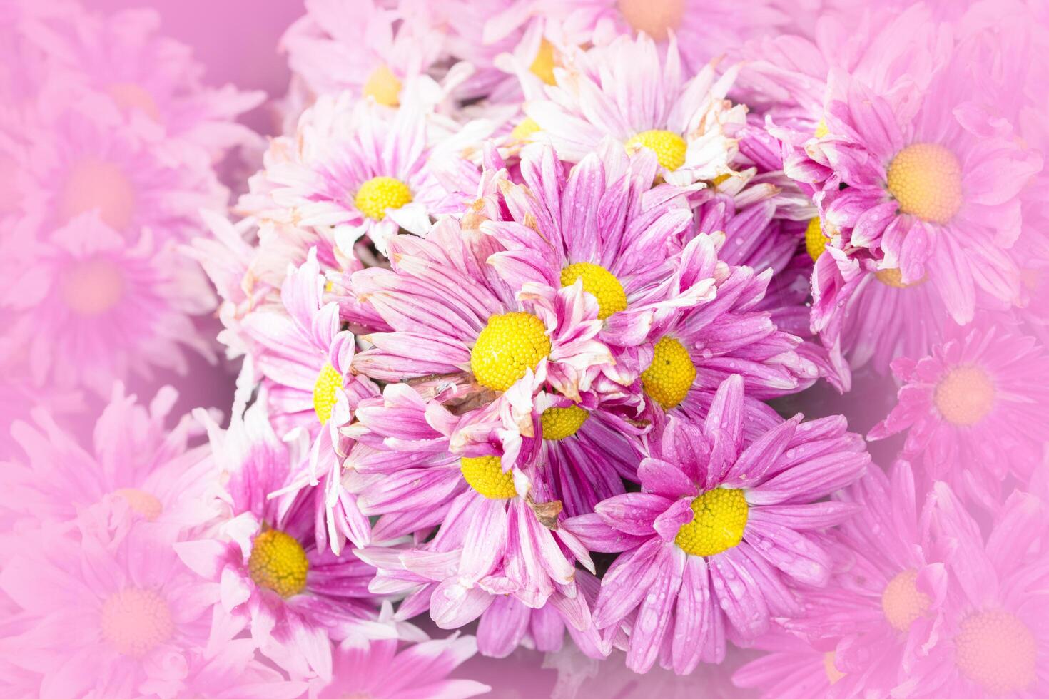 Pink, white and yellow flowers, close-up photo