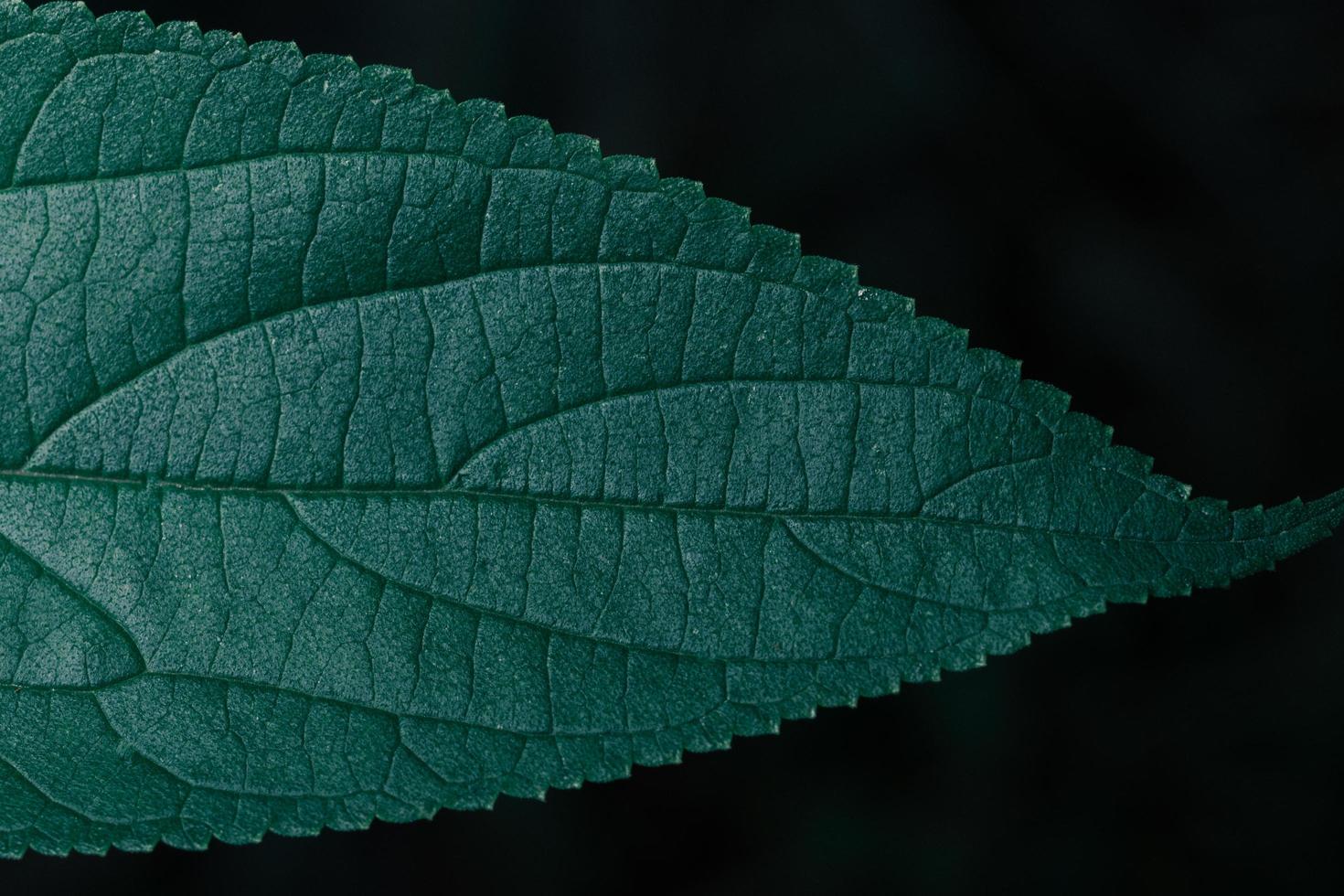 Green leaves, dark background photo