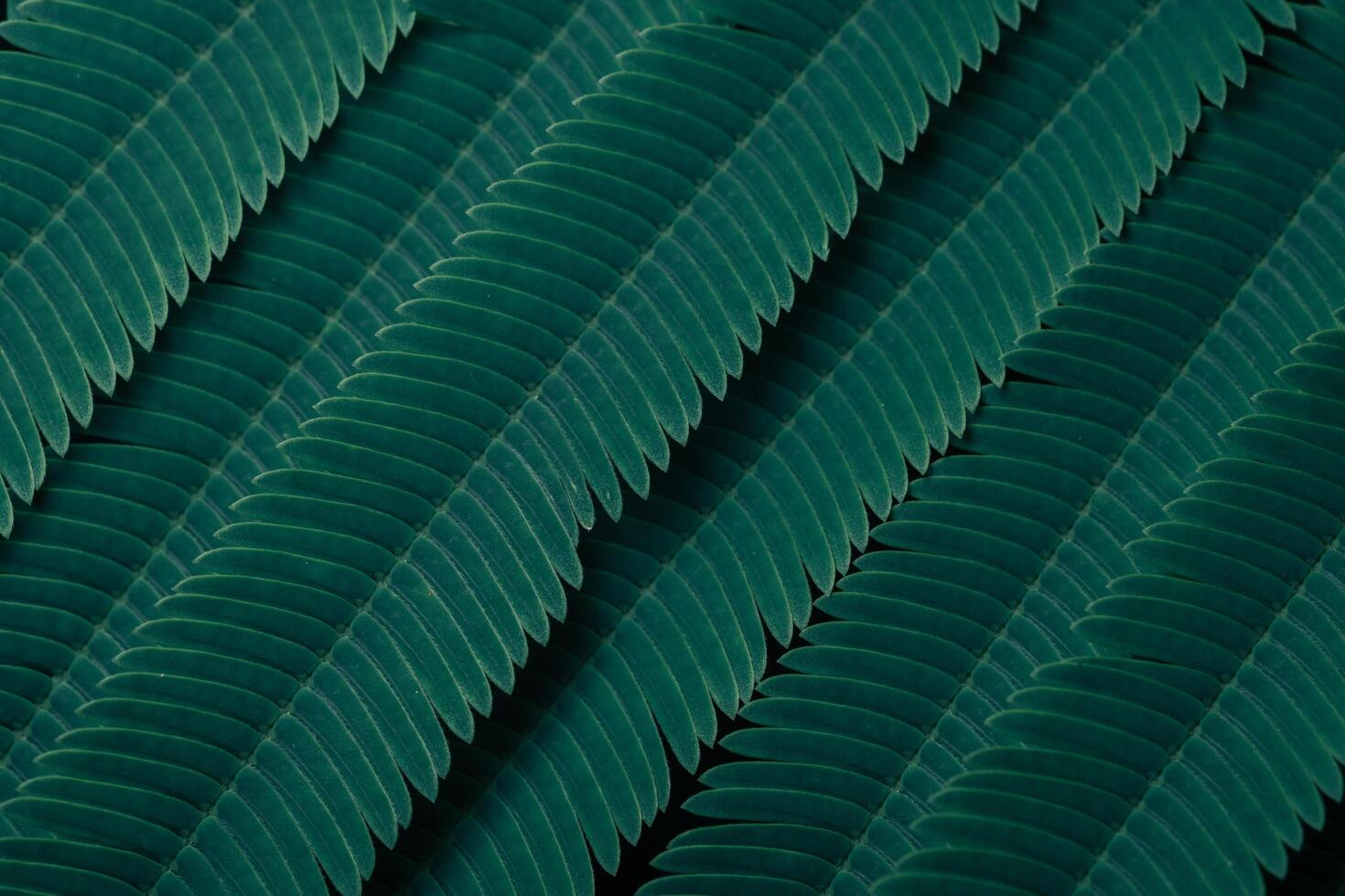 Green leaves, dark background photo