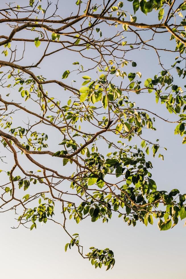Green leaves against the sky photo