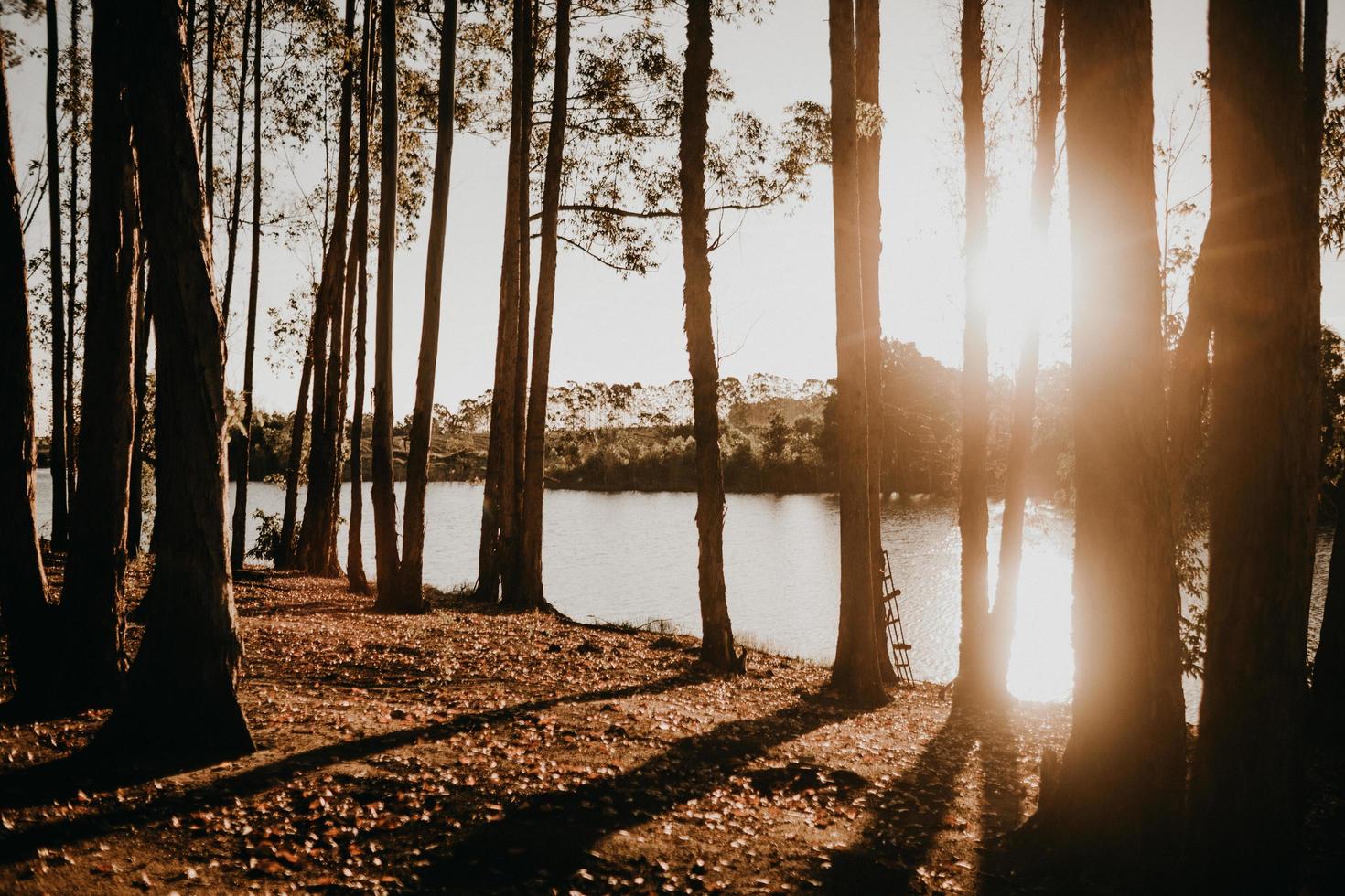 Trees near lake photo