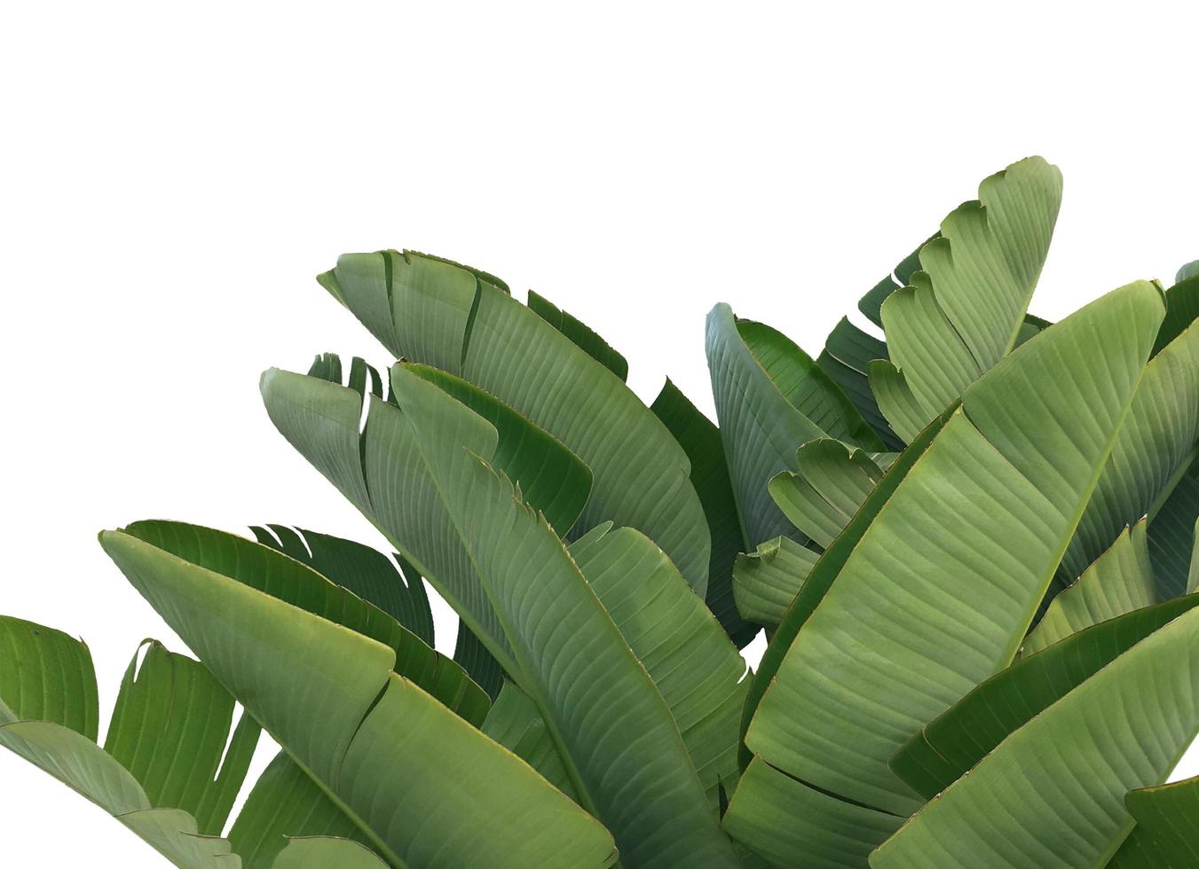 Green banana leaves photo