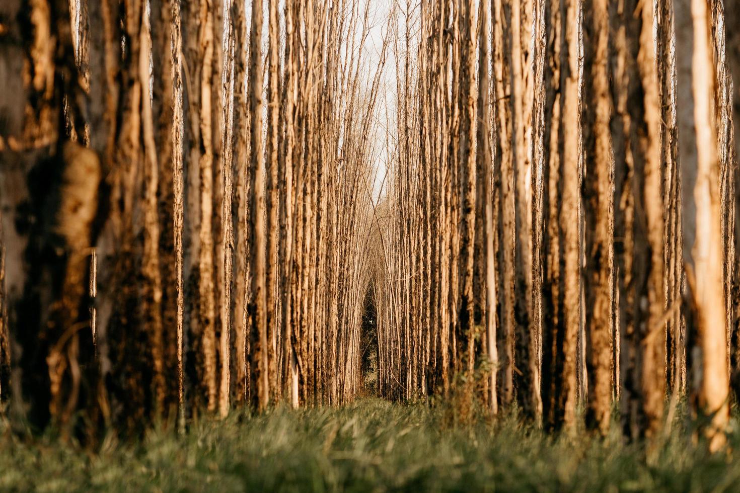 Low angle perspective of rows of trees  photo