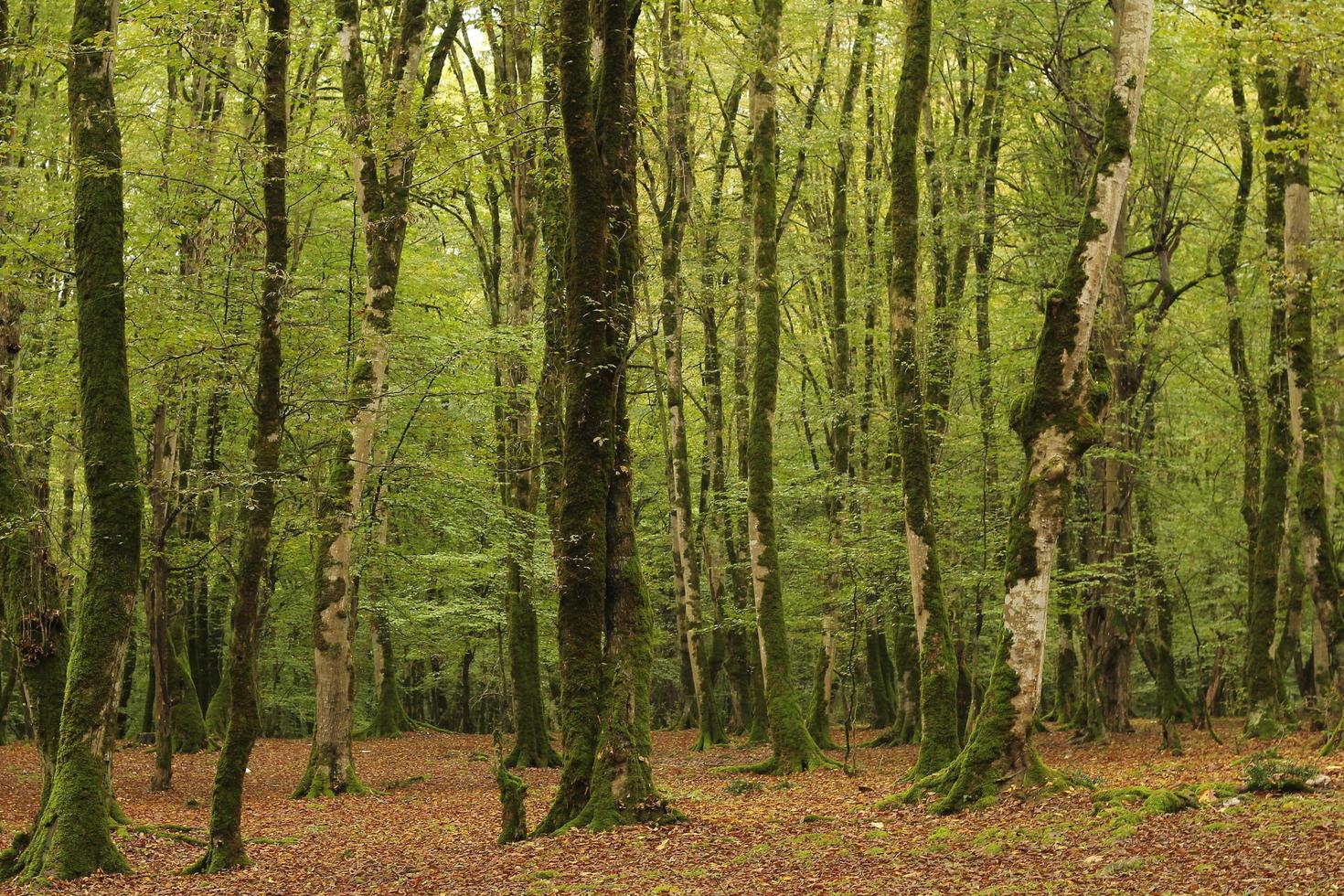 Landscape scene of moss on trees photo