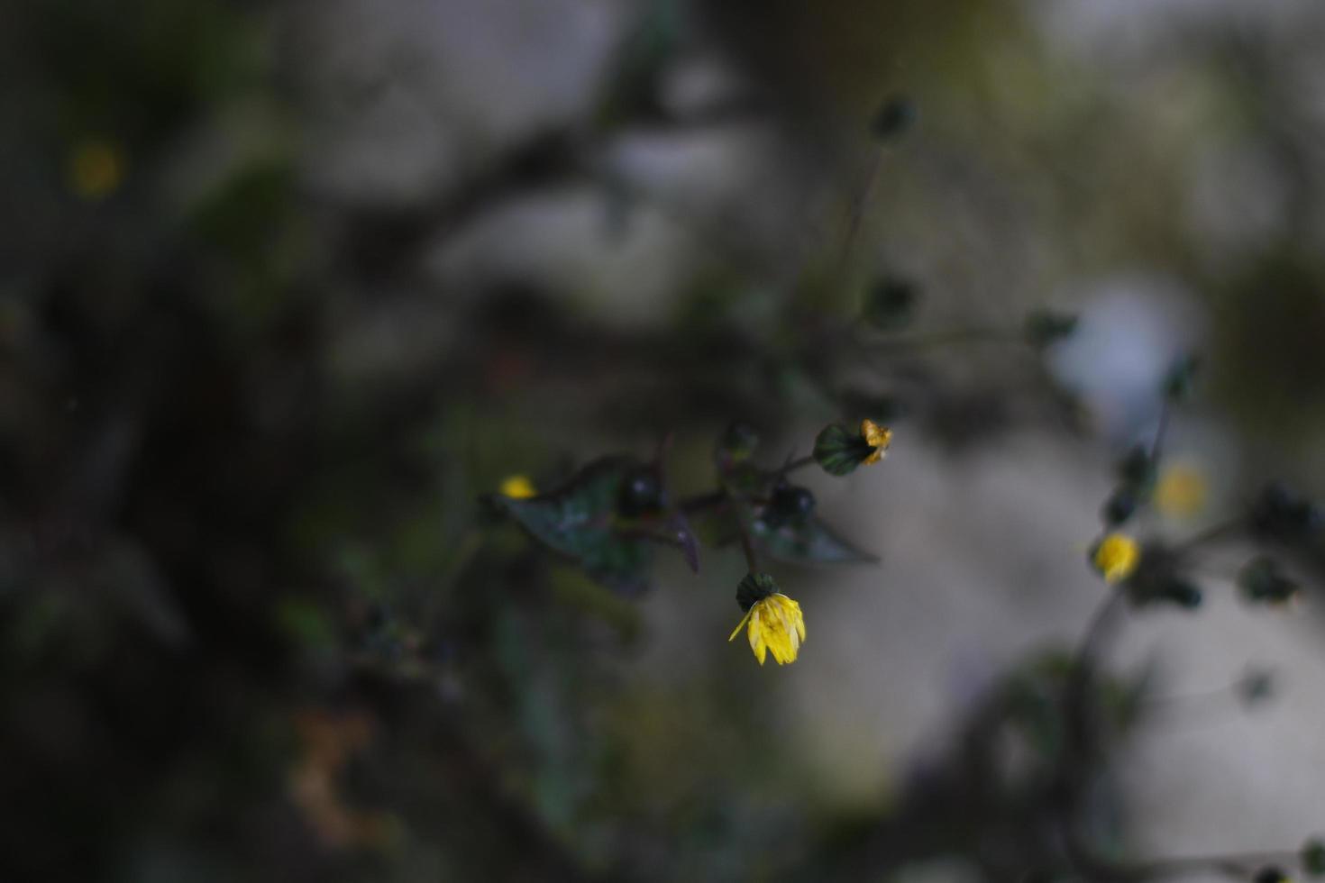 primer plano, de, un, flor amarilla foto