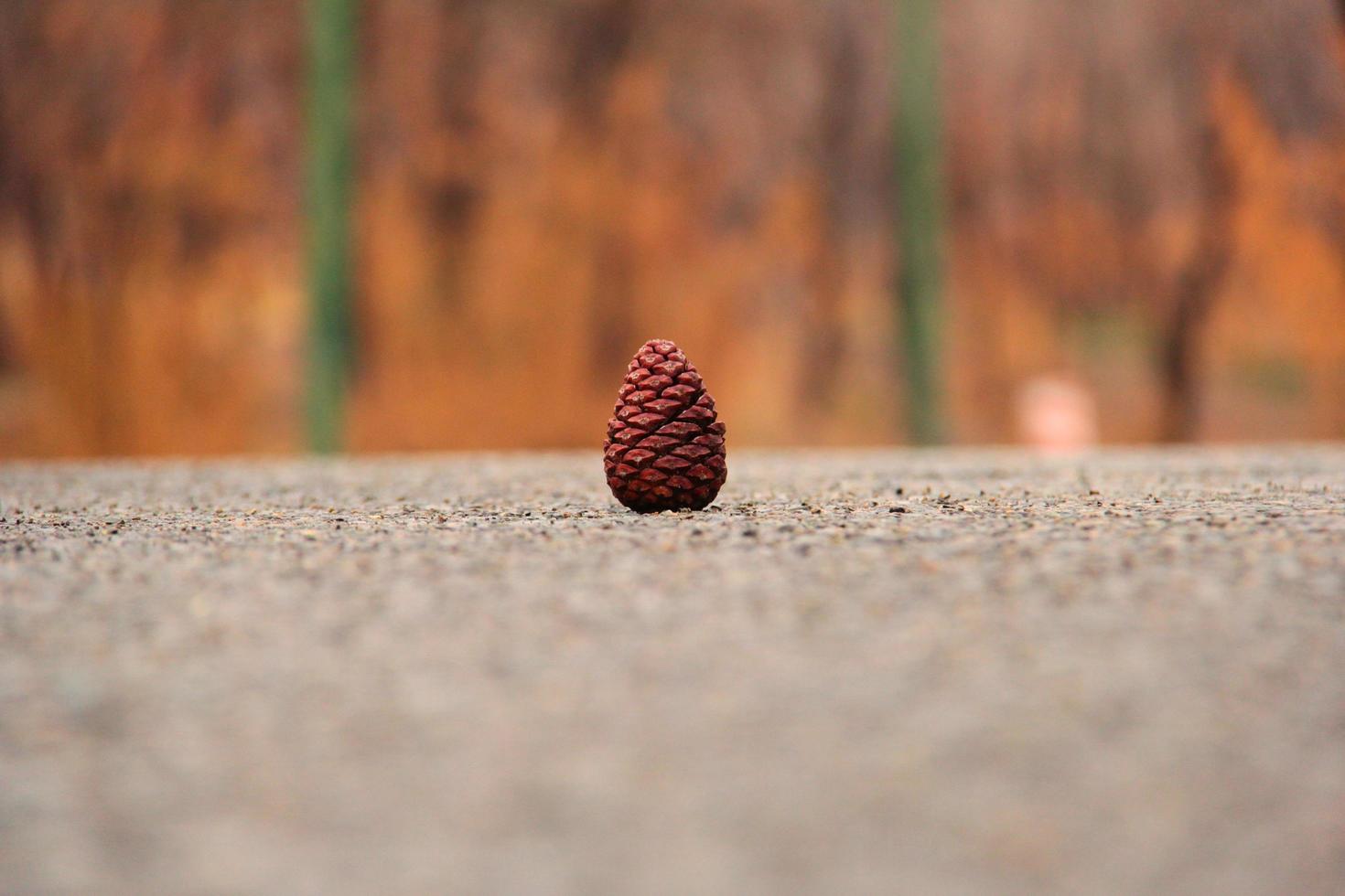 Close-up of a pine cone photo