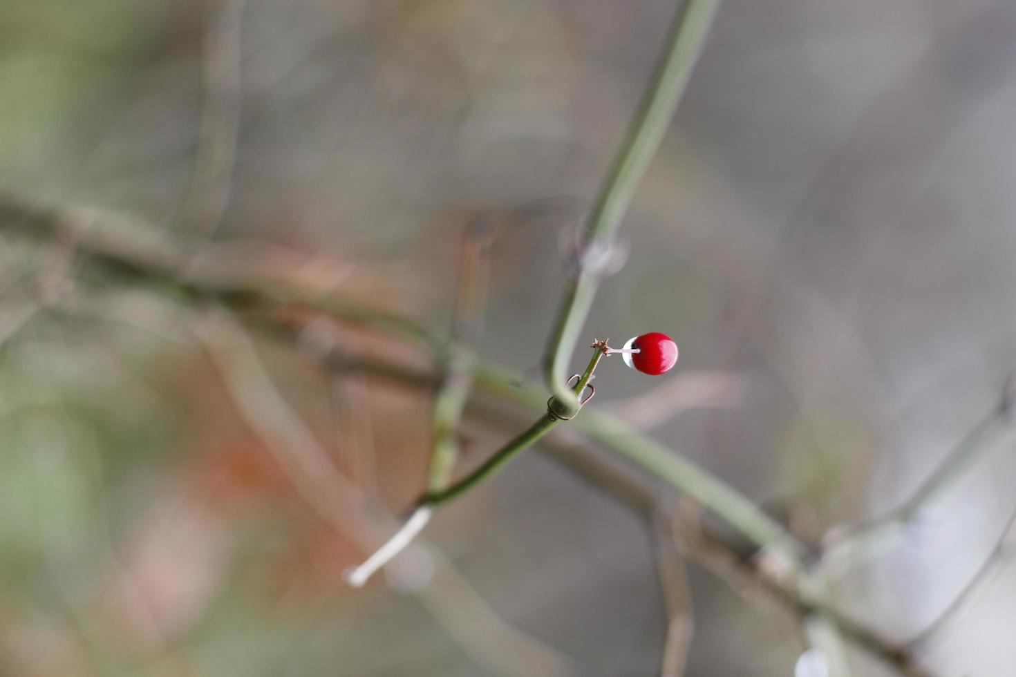 una baya roja lluviosa foto