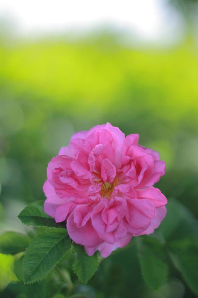 Beautiful pink flower photo