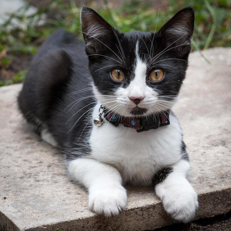 Kitty with jingle bell collar photo