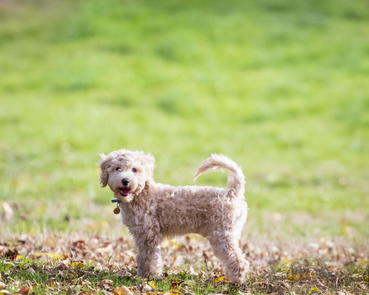 retrato, de, poochon, cachorro, con, cola arriba foto