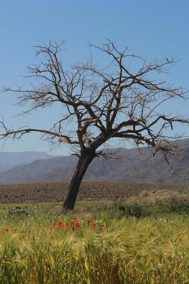 un árbol solitario en llanuras abiertas foto