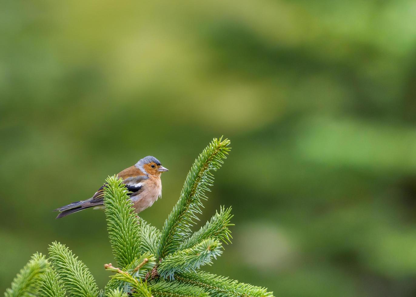 Male chaffinch bird perched on branch photo