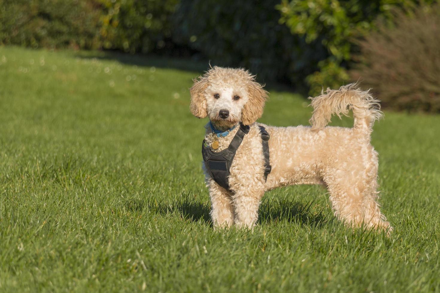 Portrait of poochon puppy photo