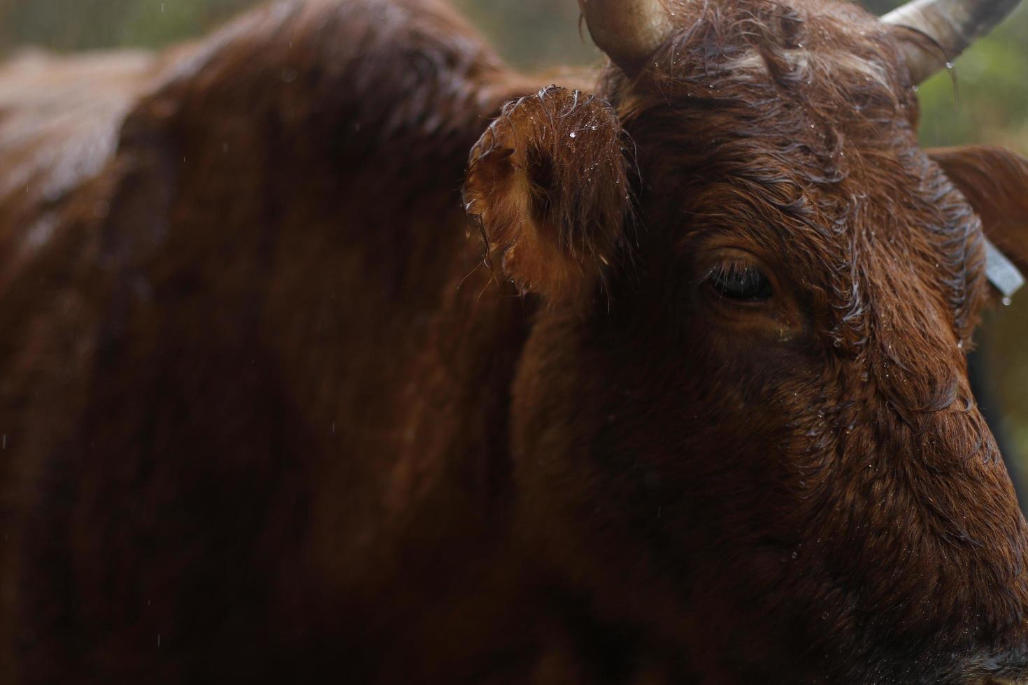 una vaca marrón en un día lluvioso foto