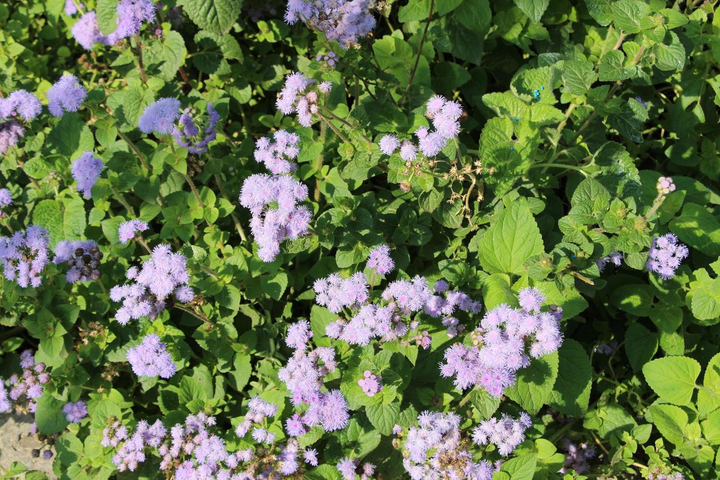 flores moradas bajo el sol brillante foto