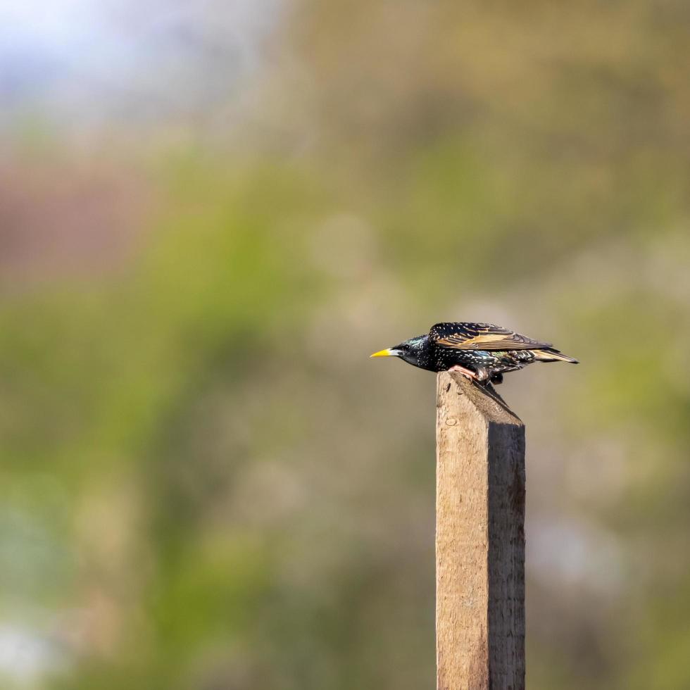 pájaro estornino en poste foto