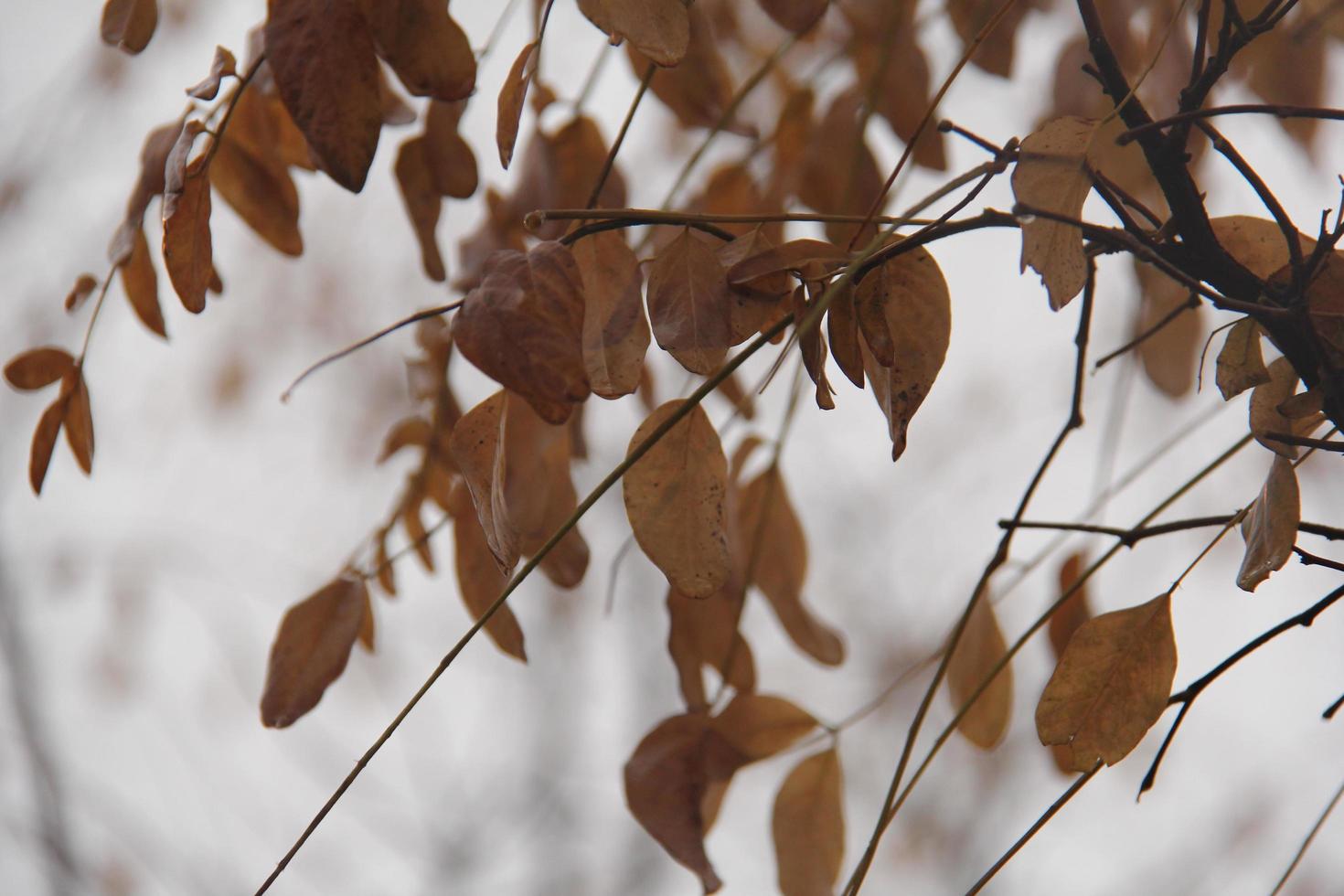 Leaves in autumn season photo