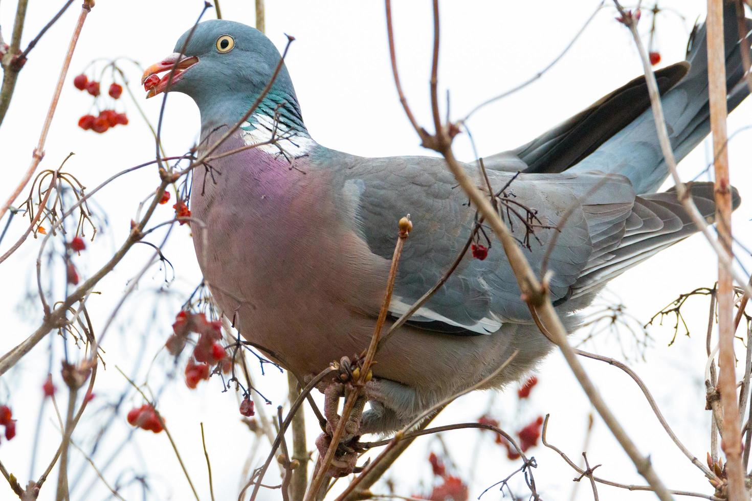 Pigeon in tree photo