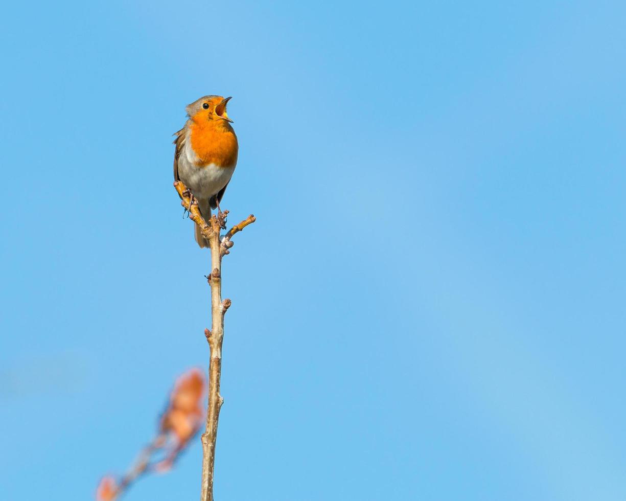 Robin perched on a branch photo