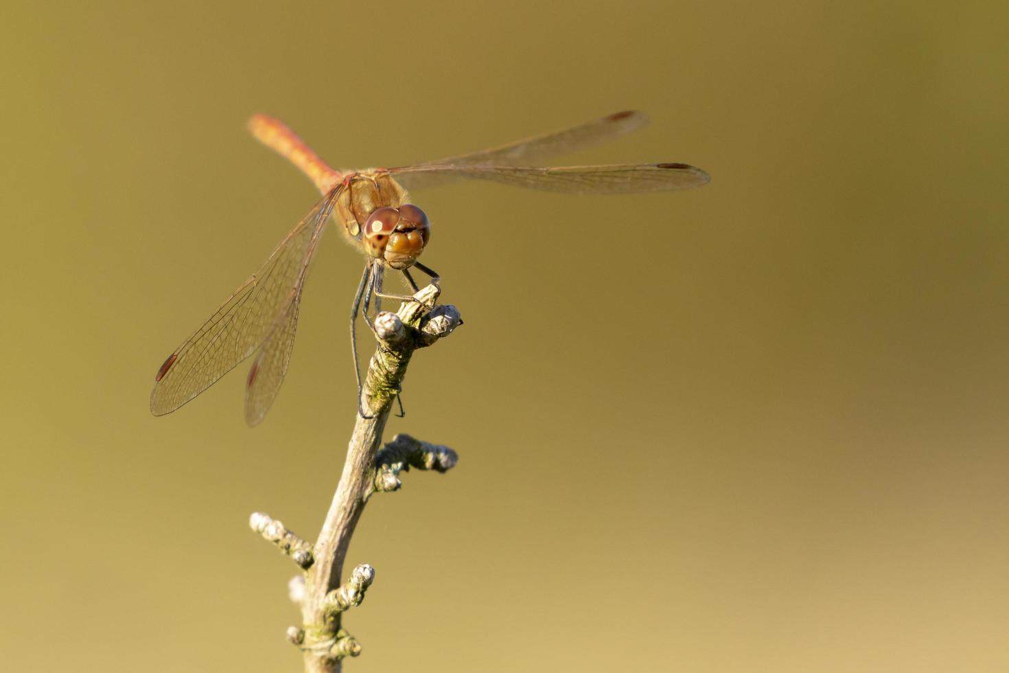 Red dragonfly resting photo