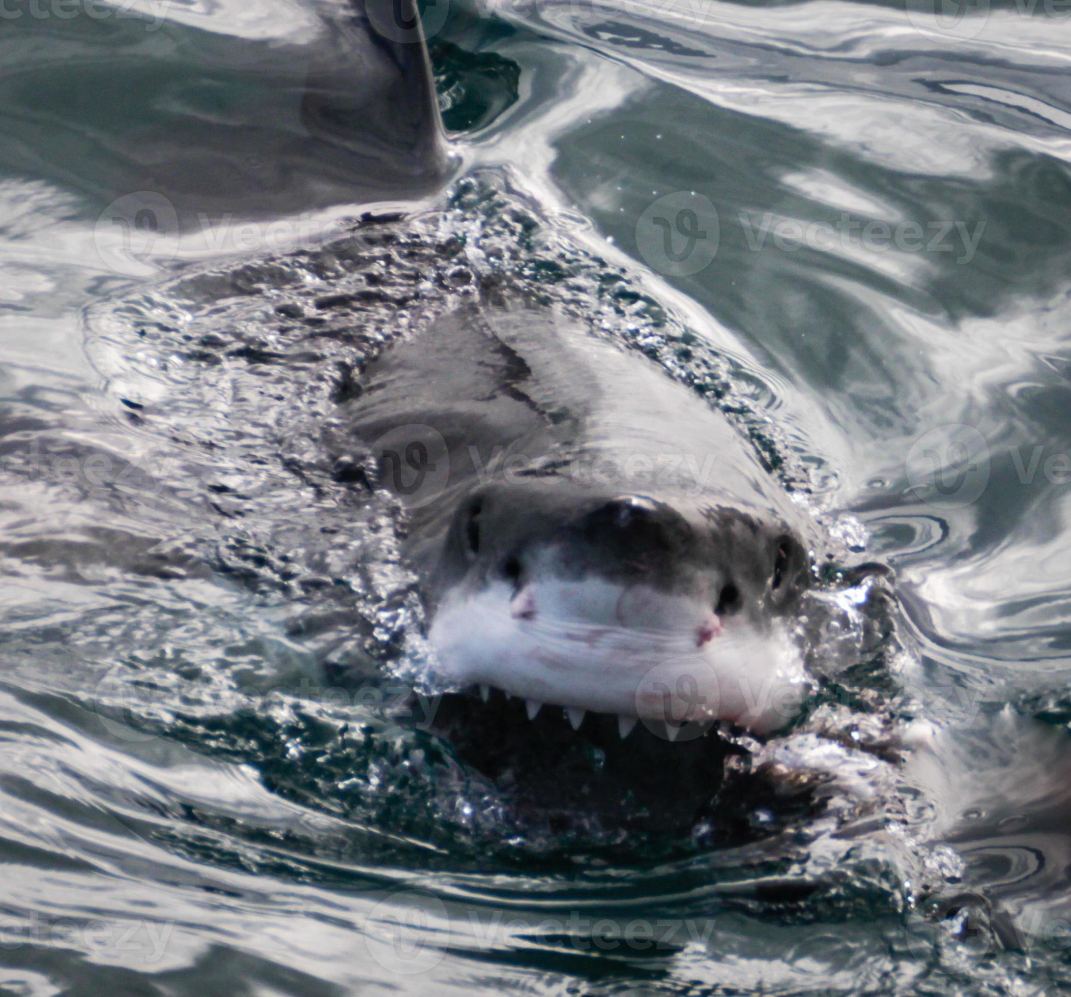Great White Shark Smiling 1400424 Stock Photo at Vecteezy