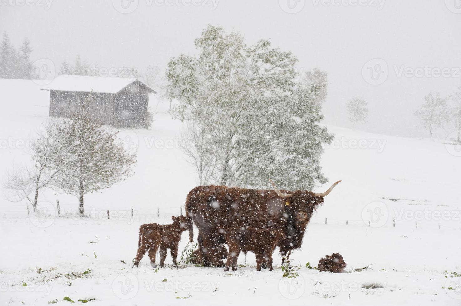 Austria, Salzburgo, Altenmarkt-Zauchensee, ganado de las tierras altas de pie en la nieve foto