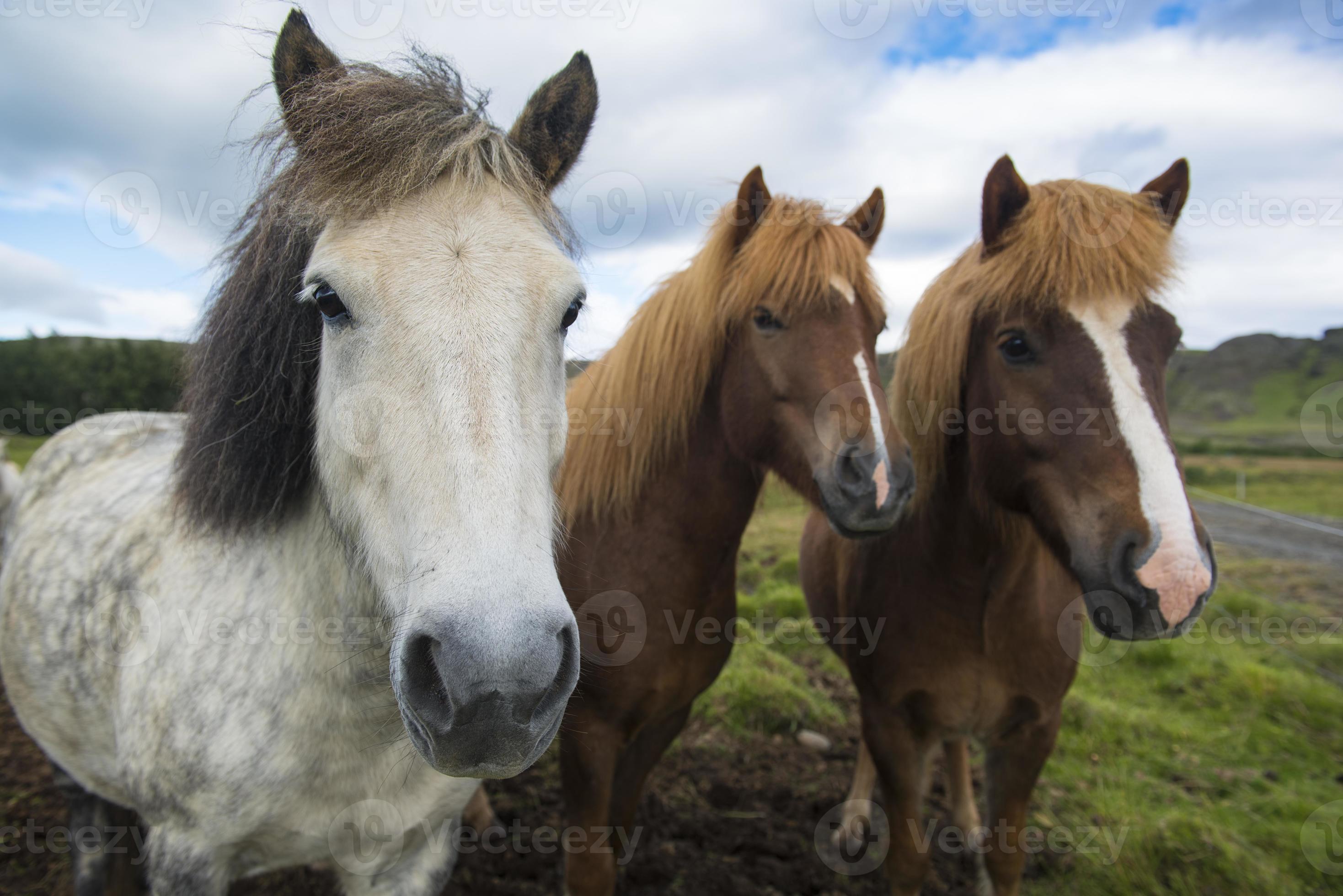 Three Icelandic horses standing in a row, Iceland photo