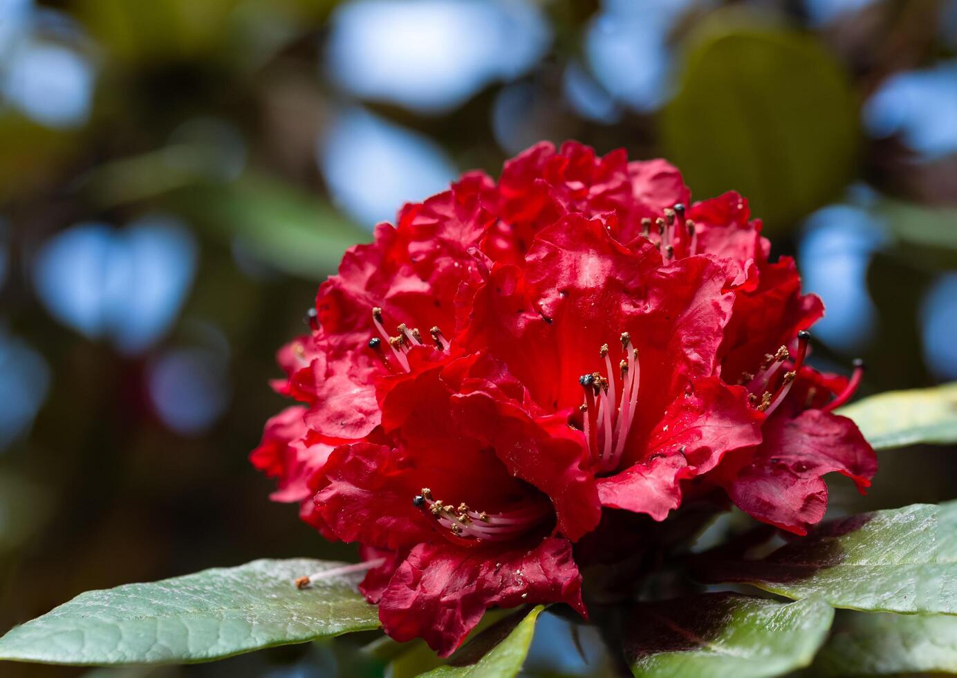 Red flower at Kew Mae Pan, Thailand photo