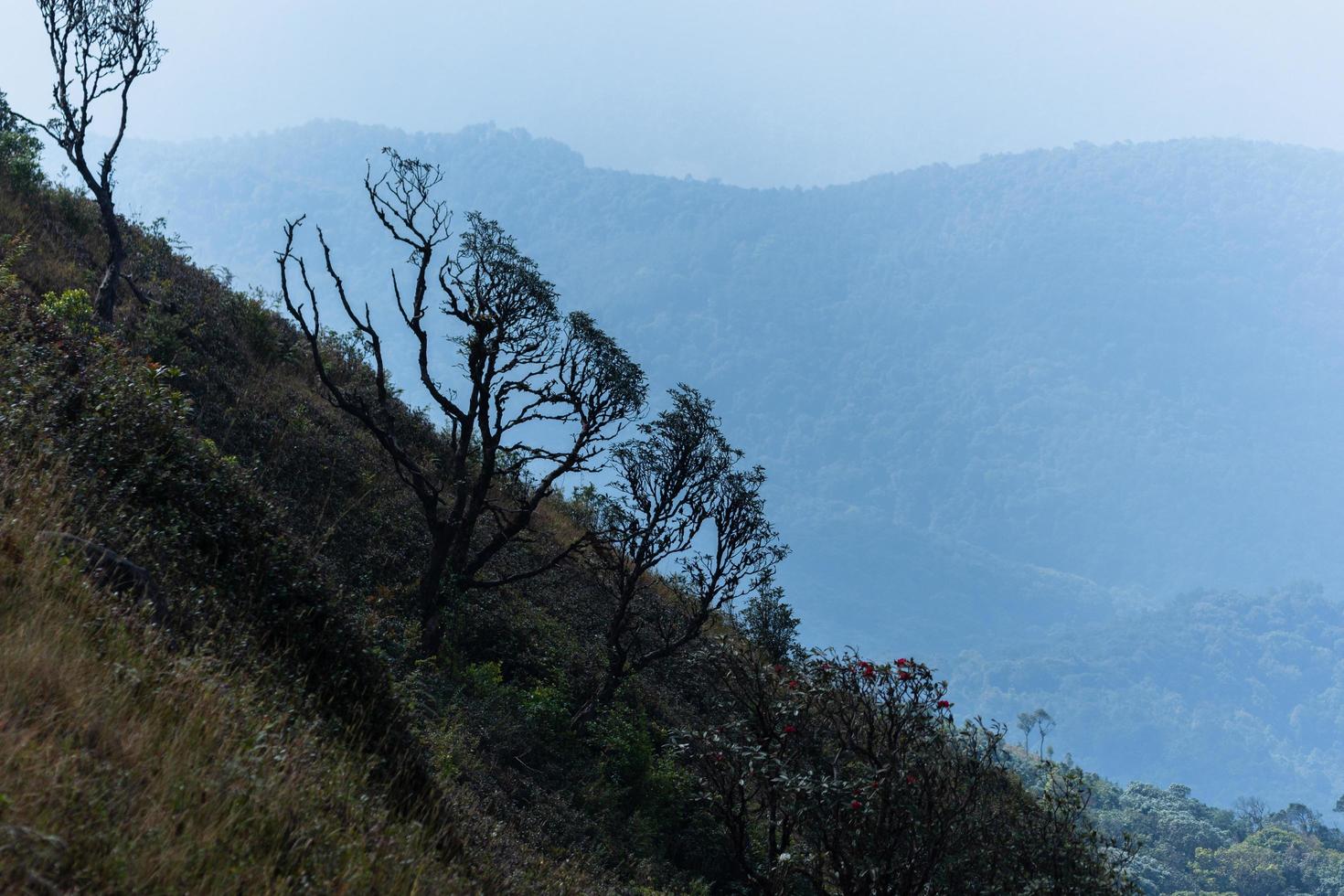 árboles en kew mae pan, tailandia foto