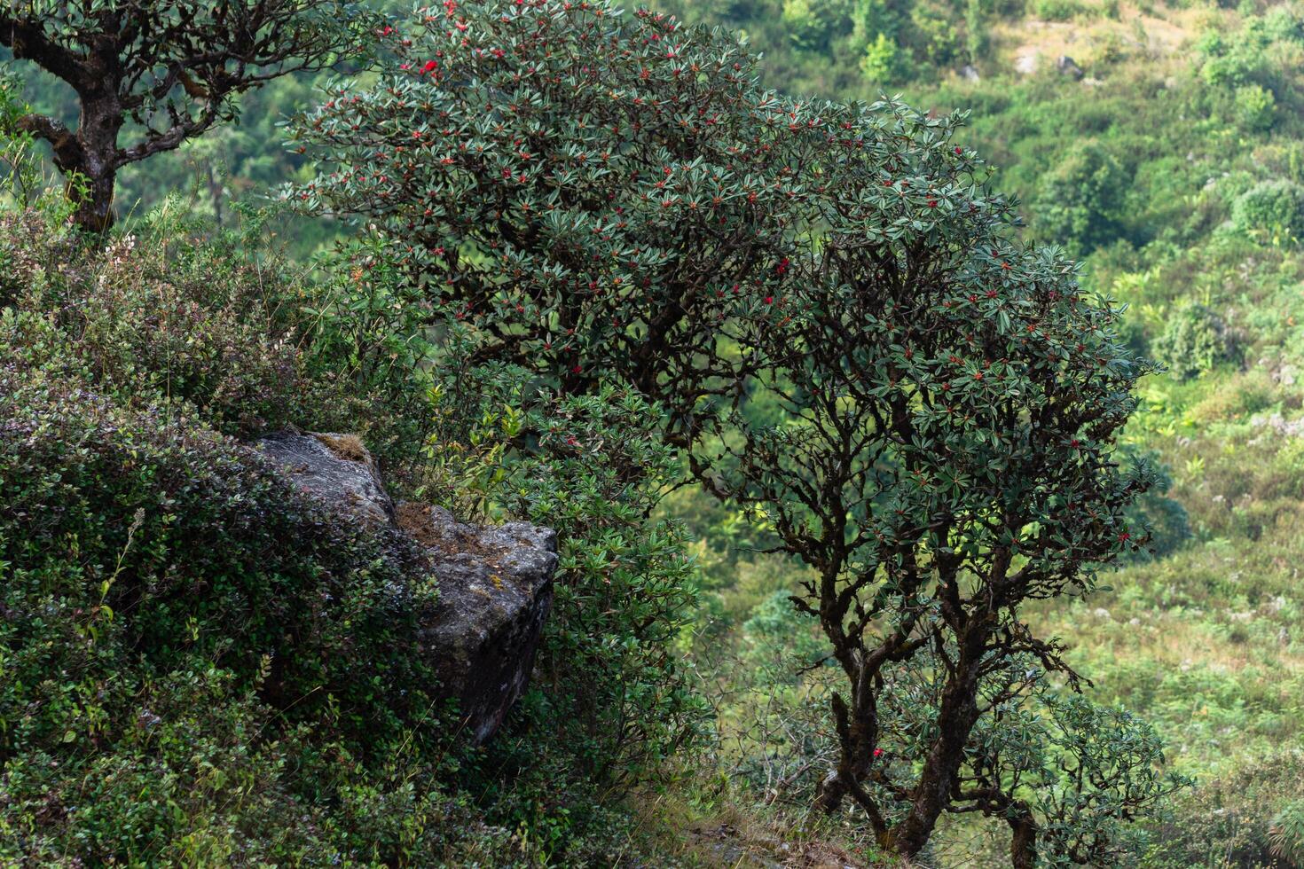 Tree at Kew Mae Pan, Thailand photo