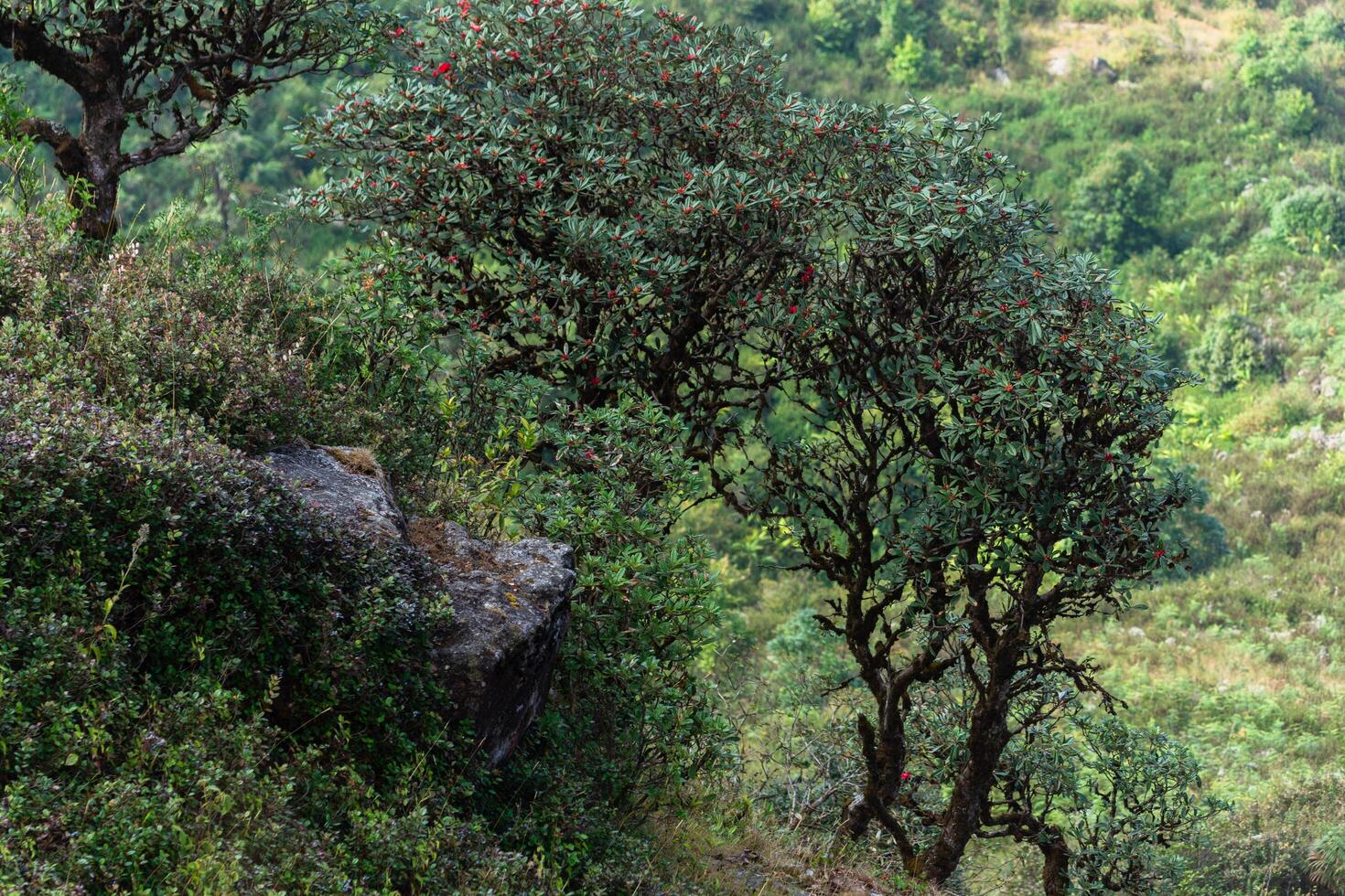 árbol en kew mae pan, tailandia foto