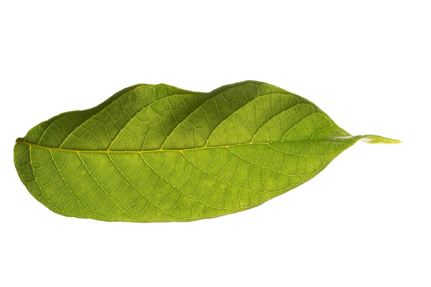 Green leaf on white background photo