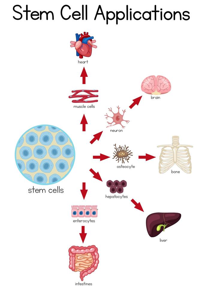 Informative poster of stem cell applications vector