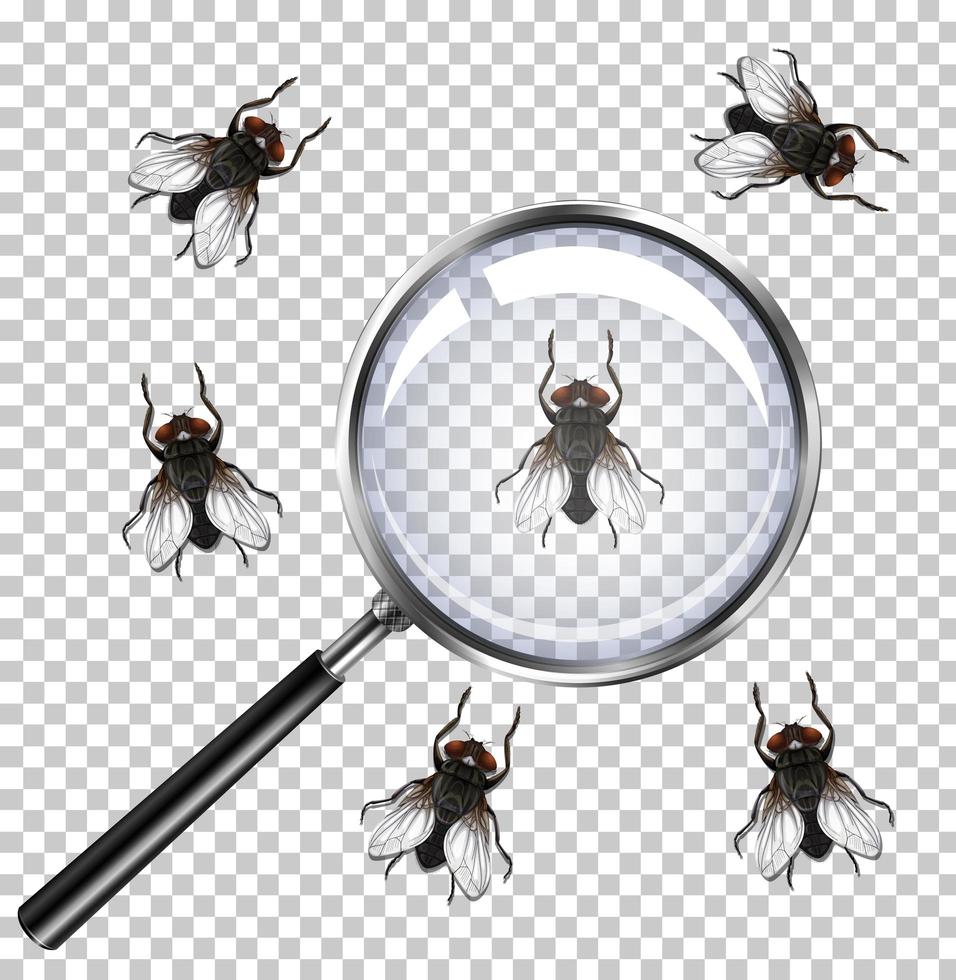 Fly insects with magnifying glass isolated on transparent vector