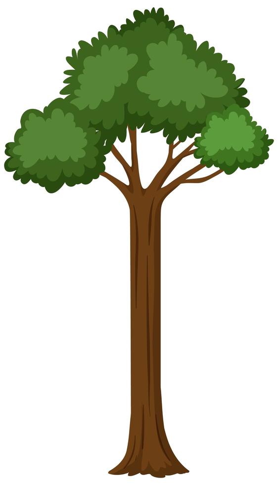 árbol aislado sobre fondo blanco vector